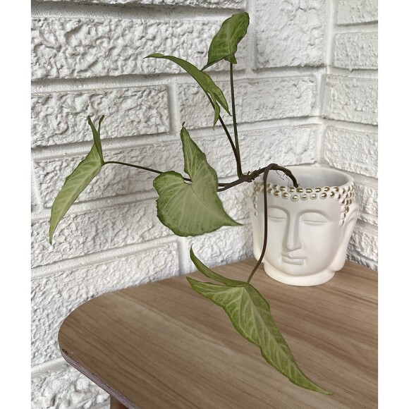 Buddha Head Face Concrete Planter Flower Pot White Gold Hobnail Textured Figural - Picture 9 of 14